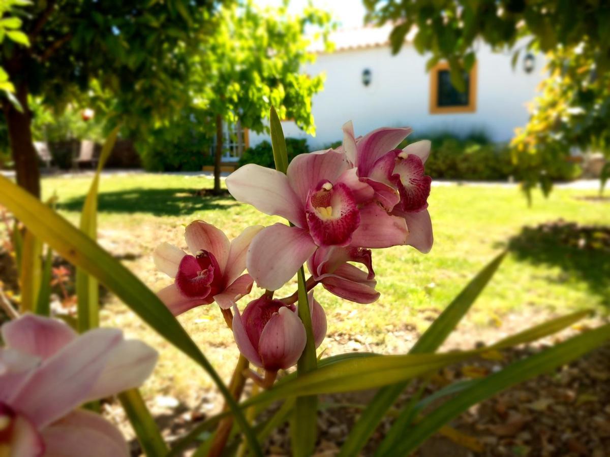 O Ninho Do Rei Appartement Vila de Rei Buitenkant foto